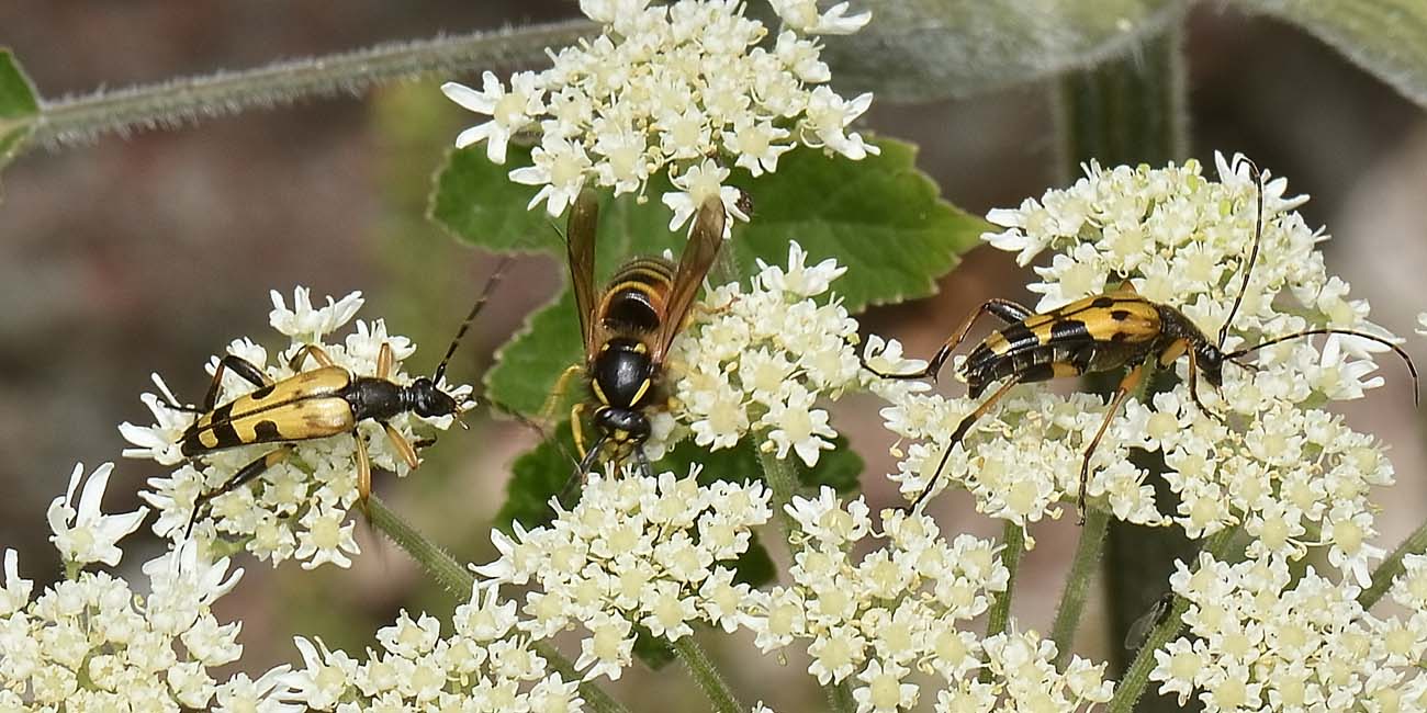 Dolichovespula norwegica maschio (Vespidae)